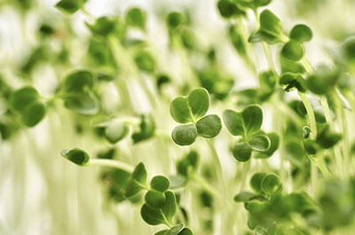 Broccoli Sprout Extract for prostate health